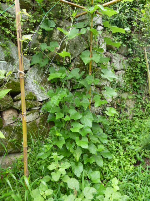 a0080610_17122421.jpg