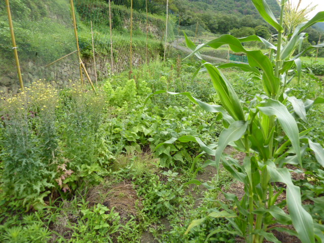 a0080610_1844153.jpg