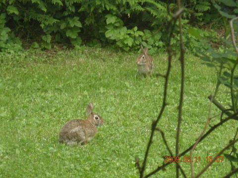 性別が判明致しました。_c0192813_2374742.jpg