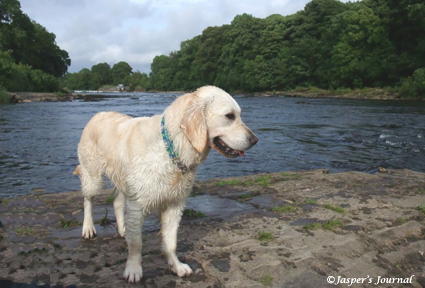 Swim in the river Lune again....._e0158619_8145243.jpg