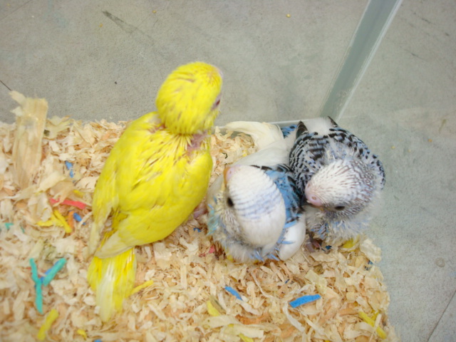 インコ・フェレット_f0189122_1883086.jpg