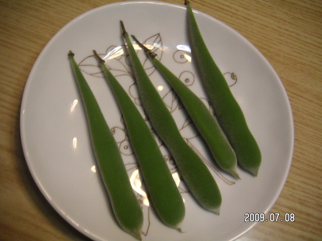 藤の実を食べよう＆塩秋刀魚_a0020929_22334895.jpg