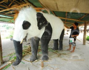 タイランドで生まれたパンダ！ブラック＆ホワイトが人気色_a0083429_15362071.jpg