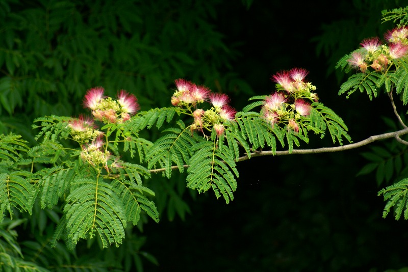 梅雨 _c0075744_1104666.jpg