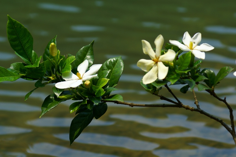 梅雨 _c0075744_1124414.jpg