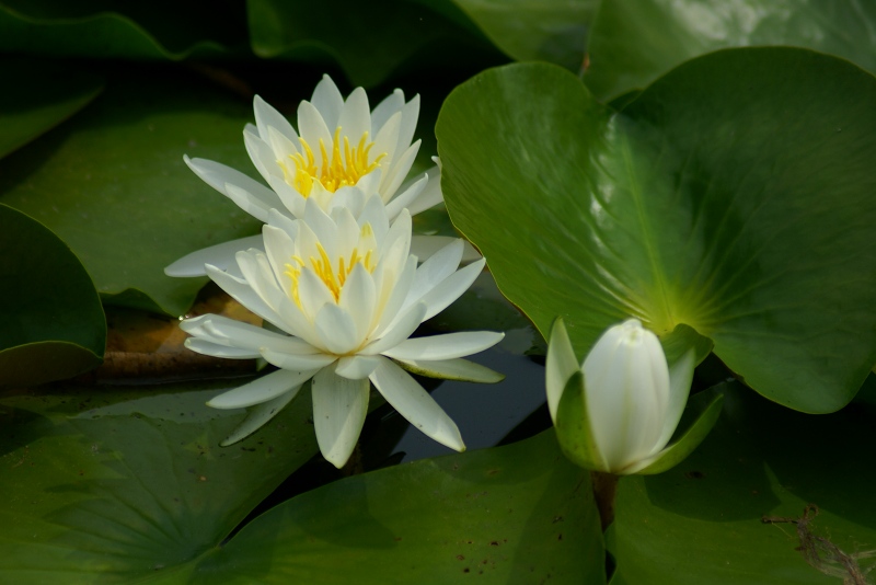 梅雨 _c0075744_114539.jpg