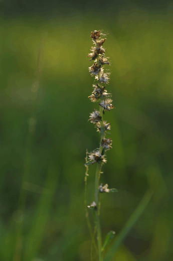c0093046_639533.gif