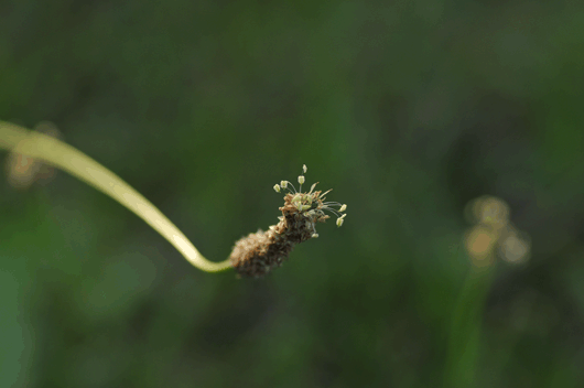 c0093046_6395410.gif