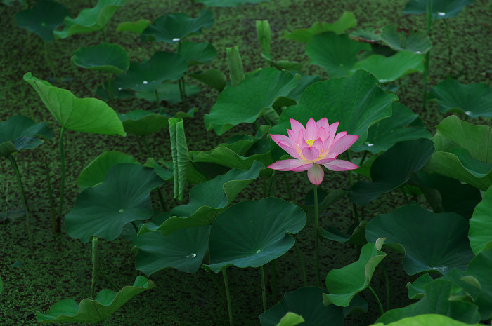 ハス濡れて その1(城陽市観音堂)_f0155048_2125529.jpg