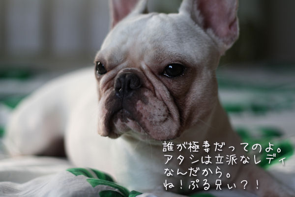 犬猫関係。_b0182850_12314424.jpg