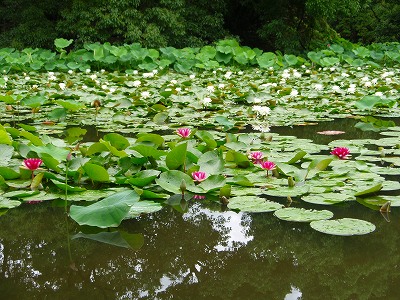 雨の似合う花　京都山科　勧修寺にて（追記あり）_e0004756_2150670.jpg