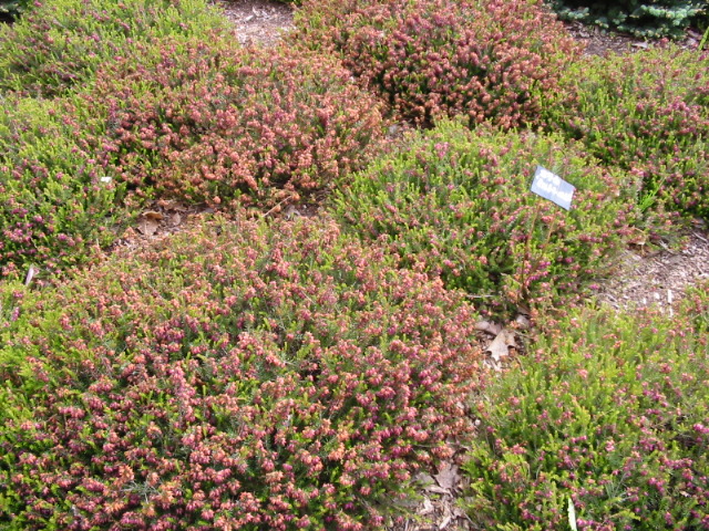 f0122259_2257716.jpg