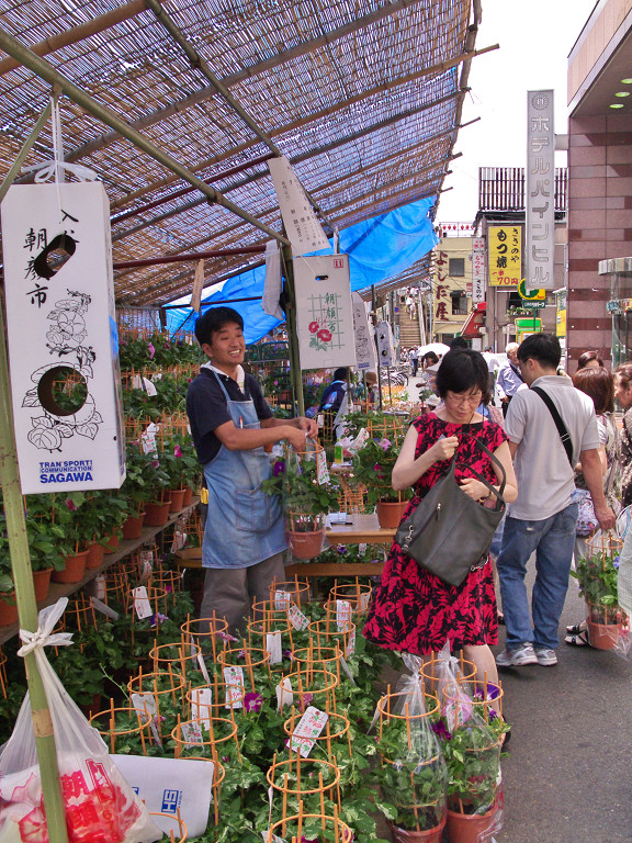 入谷鬼子母神　朝顔市ほか（７月７日）_c0057265_7512653.jpg