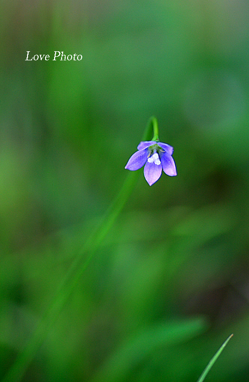 野の花と散策_a0116472_1430473.jpg