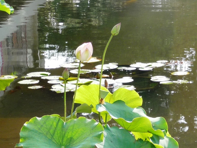 奈良国立博物館の池の蓮の花_d0042474_23234482.jpg