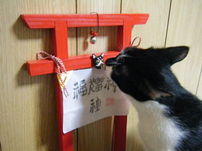 福猫神社の鳥居。_f0148582_20461196.jpg