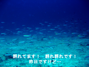 ナイスダイバー誕生!_f0144385_06514.jpg