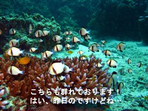 ナイスダイバー誕生!_f0144385_085127.jpg
