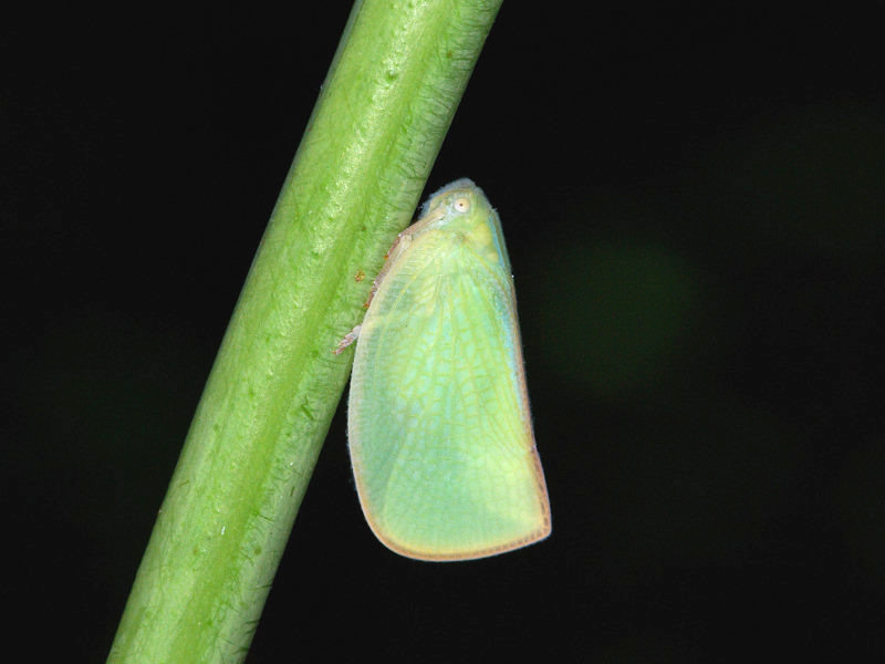 アオバハゴロモ（赤坂公園 2009/07/05撮影）_f0204094_1015422.jpg