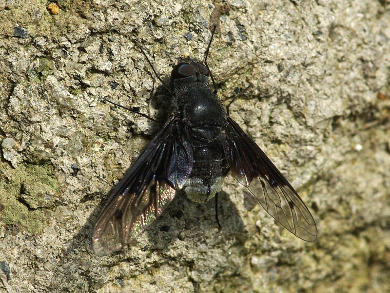 コウヤツリアブ（赤坂公園 2009/07/05撮影）_f0204094_11411124.jpg