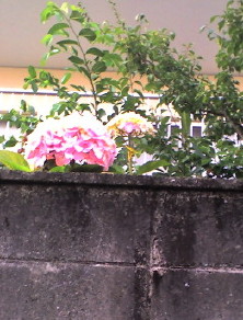 b0063997_20173350.jpg