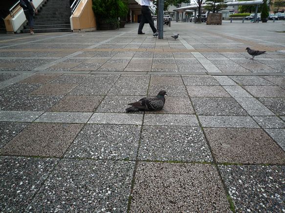 駅前のカワラバト（ドバト）_f0104799_21402139.jpg