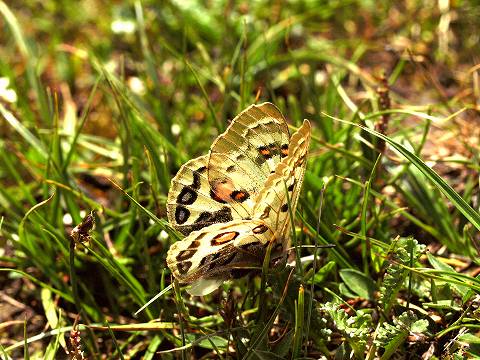 中国パルナシウスの旅（2） : 花蝶風月
