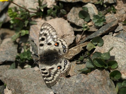 パルナシウスの王者 オートクラトールウスバシロチョウ ペア 赴き パルナシウスの王者 オートクラトールウスバシロチョウ ペア 赴き