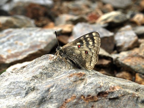 中国パルナシウスの旅（２）_a0117305_23974.jpg