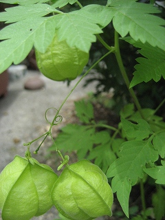 f0139520_14382814.jpg