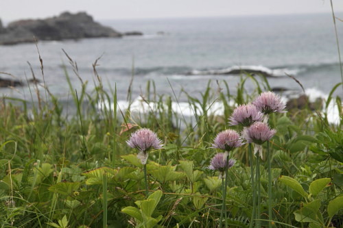 再び椎名誠と歩く種差海岸_d0038630_2191040.jpg