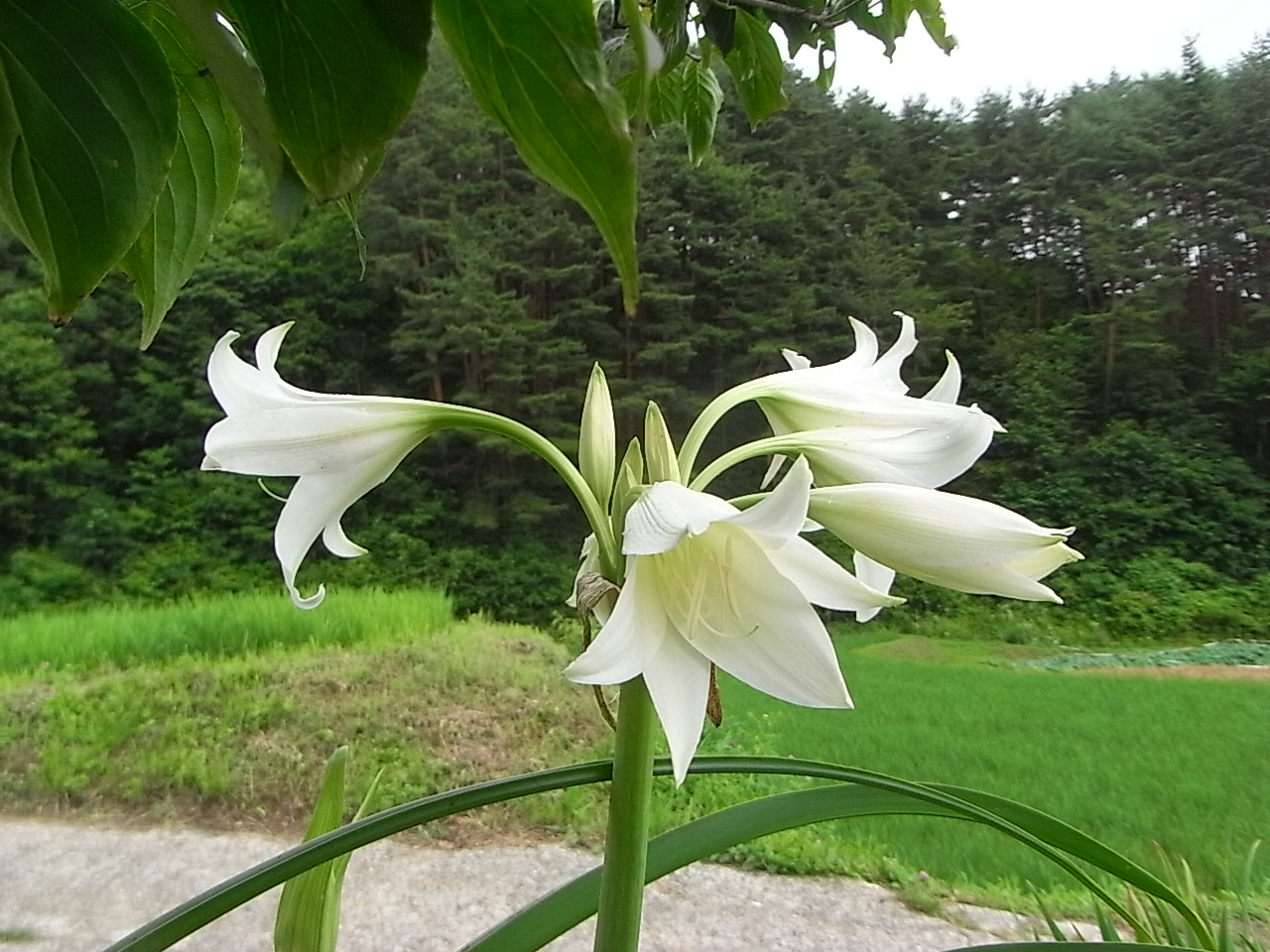 梅雨の晴れ間に_c0145438_16585178.jpg