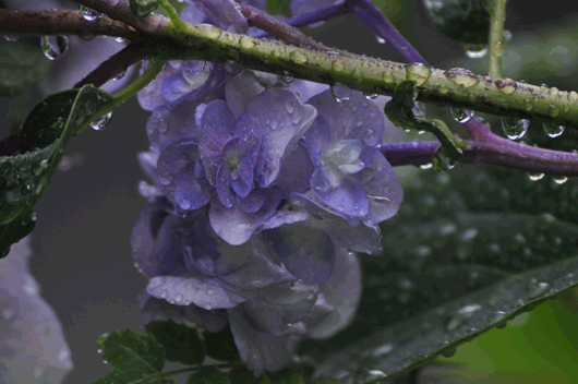c0093046_6523995.gif