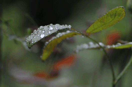 c0093046_65305.gif