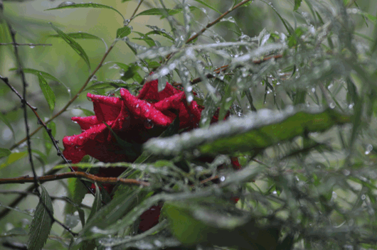 c0093046_6532541.gif