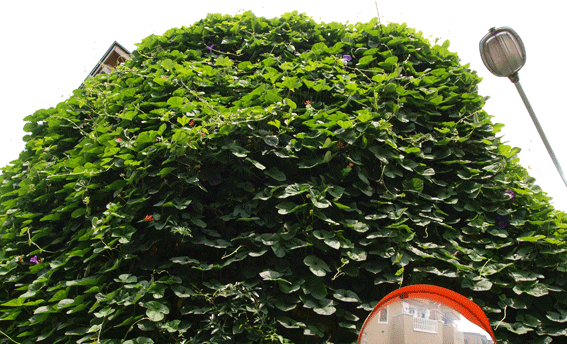 c0042548_9415571.gif