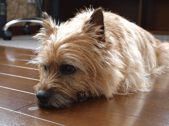 c0147548_2219864.gif
