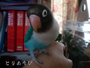 水浴び、わっしょい_e0147757_2132872.jpg