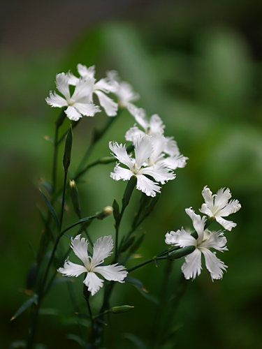 白花河原撫子(シロバナカワラナデシコ)_a0067758_14165919.jpg