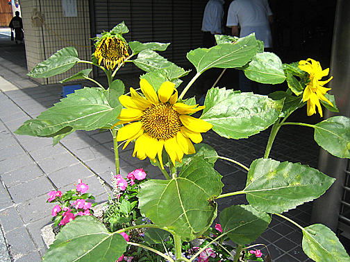f0156359_20444411.jpg
