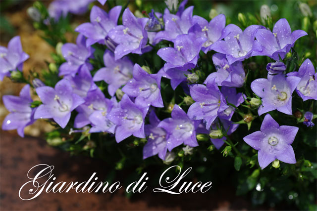 カンパニュラ メリーベル 屋上庭園 Giardino Di Luce