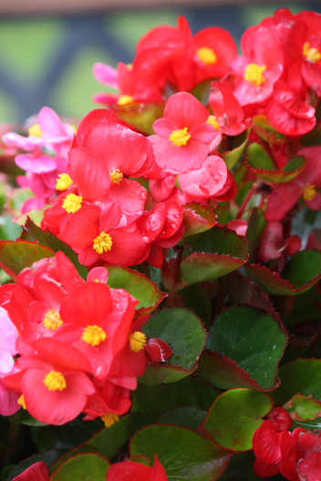 b0055171_13423576.jpg