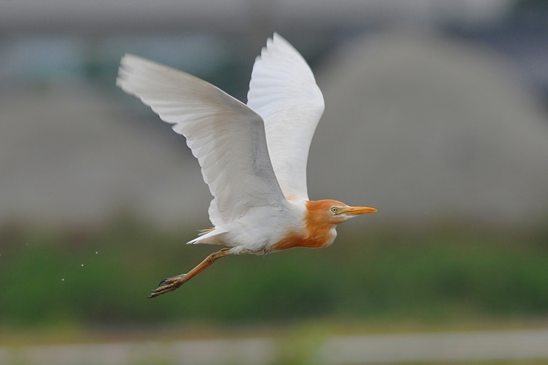 アマサギ・ケリ_f0053272_1250277.jpg