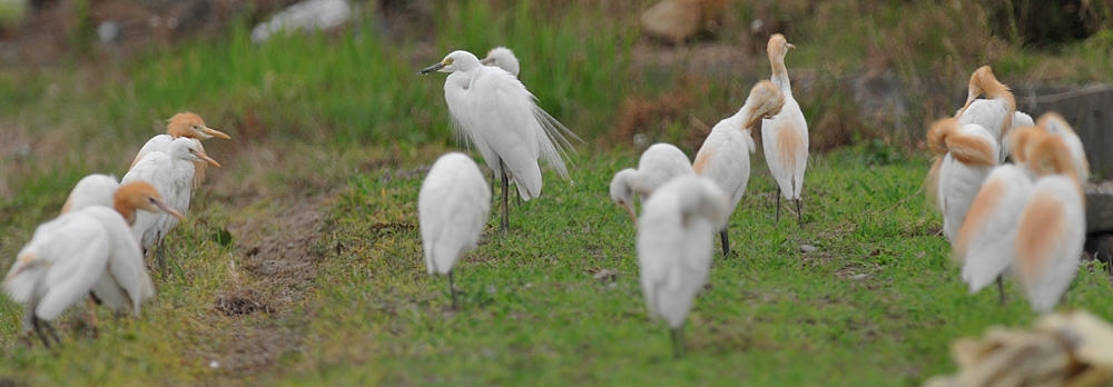 アマサギ・ケリ_f0053272_12521419.jpg