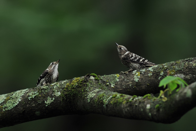 コゲラ幼鳥_f0053272_9485559.jpg
