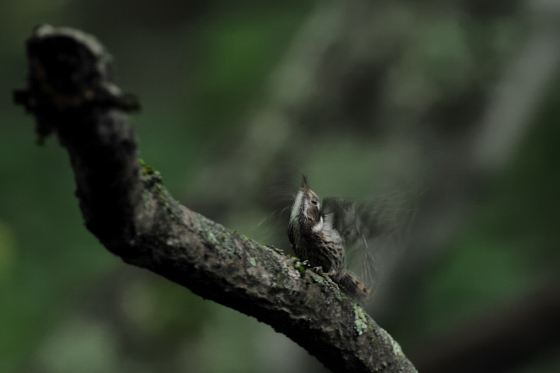 コゲラ幼鳥_f0053272_9514866.jpg