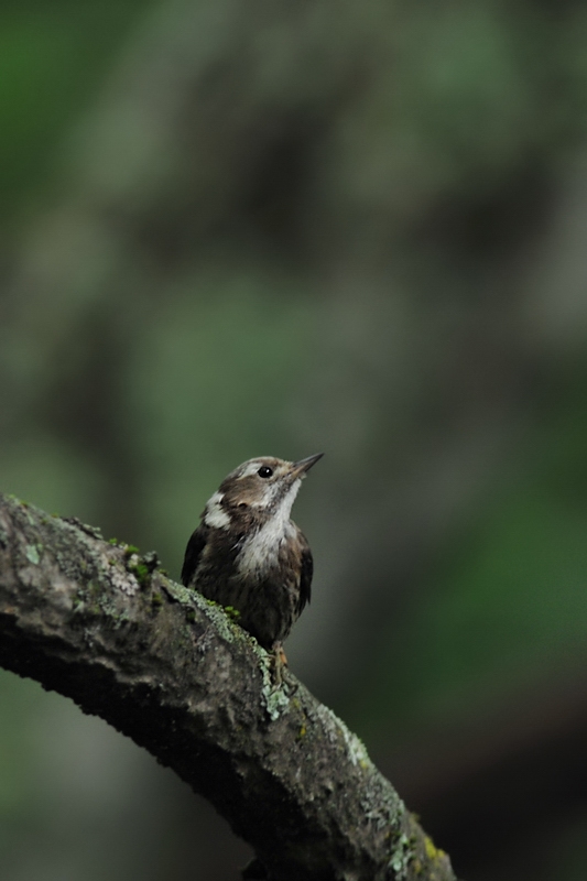 コゲラ幼鳥_f0053272_95165.jpg