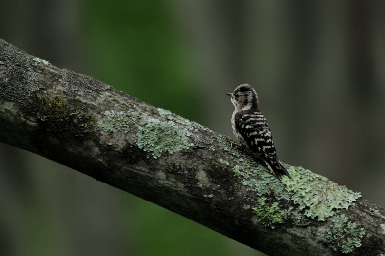 コゲラ幼鳥_f0053272_952788.jpg