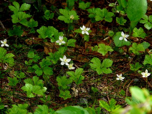 d0084473_20182026.jpg