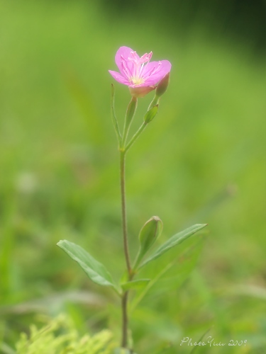 野の花3）・・蝶_b0078874_21444441.jpg